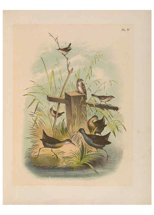 Reproducción/Reproduction 6022682132: The birds of North America New York :Published under the auspices of the Natural Science Association of America,1903
