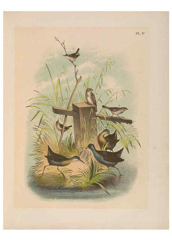 Reproducción/Reproduction 6022682132: The birds of North America New York :Published under the auspices of the Natural Science Association of America,1903