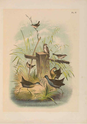 Reproducción/Reproduction 6022682132: The birds of North America New York :Published under the auspices of the Natural Science Association of America,1903