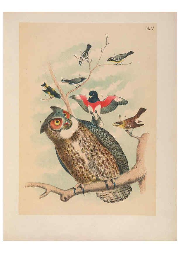 Reproducción/Reproduction 6022125987: The birds of North America New York :Published under the auspices of the Natural Science Association of America,1903