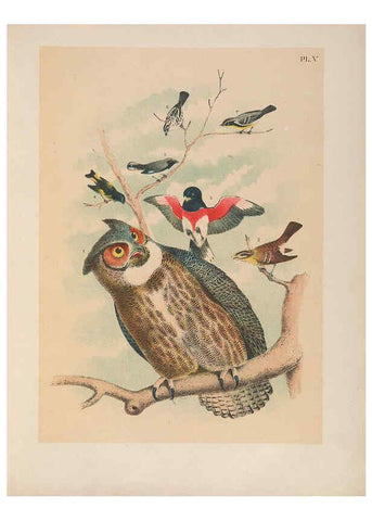Reproducción/Reproduction 6022125987: The birds of North America New York :Published under the auspices of the Natural Science Association of America,1903