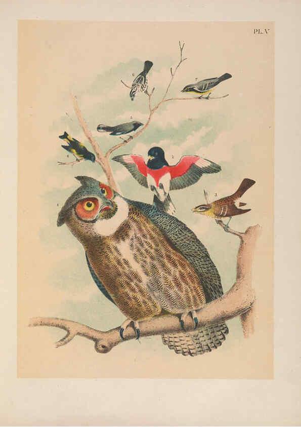 Reproducción/Reproduction 6022125987: The birds of North America New York :Published under the auspices of the Natural Science Association of America,1903