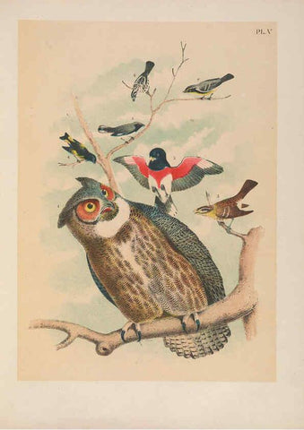 Reproducción/Reproduction 6022125987: The birds of North America New York :Published under the auspices of the Natural Science Association of America,1903