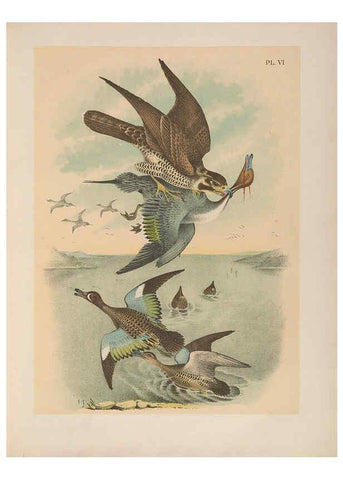 Reproducción/Reproduction 6022126291: The birds of North America New York :Published under the auspices of the Natural Science Association of America,1903