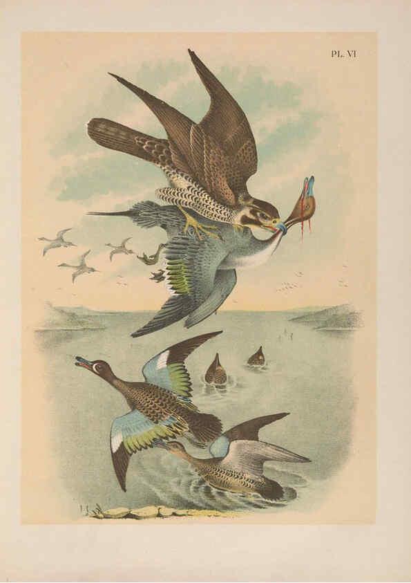 Reproducción/Reproduction 6022126291: The birds of North America New York :Published under the auspices of the Natural Science Association of America,1903