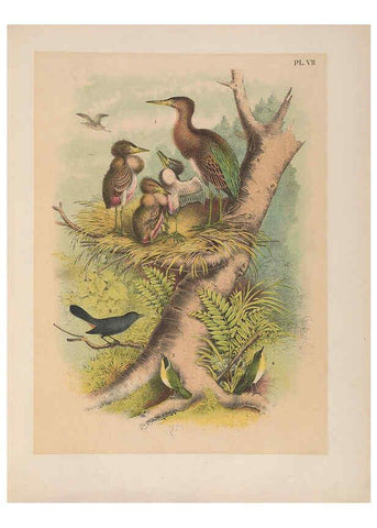Reproducción/Reproduction 6022683254: The birds of North America New York :Published under the auspices of the Natural Science Association of America,1903