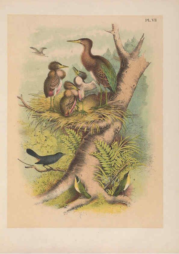 Reproducción/Reproduction 6022683254: The birds of North America New York :Published under the auspices of the Natural Science Association of America,1903