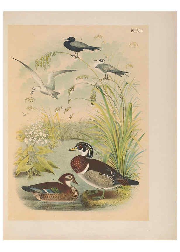 Reproducción/Reproduction 6022126959: The birds of North America New York :Published under the auspices of the Natural Science Association of America,1903