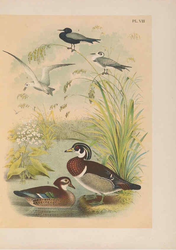 Reproducción/Reproduction 6022126959: The birds of North America New York :Published under the auspices of the Natural Science Association of America,1903