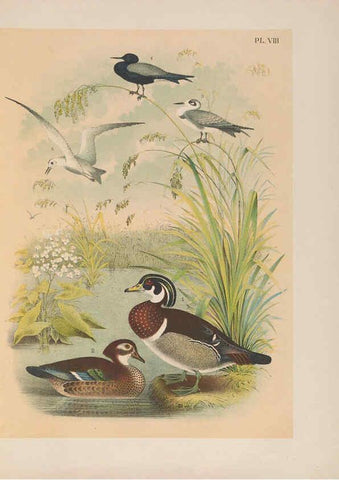 Reproducción/Reproduction 6022126959: The birds of North America New York :Published under the auspices of the Natural Science Association of America,1903