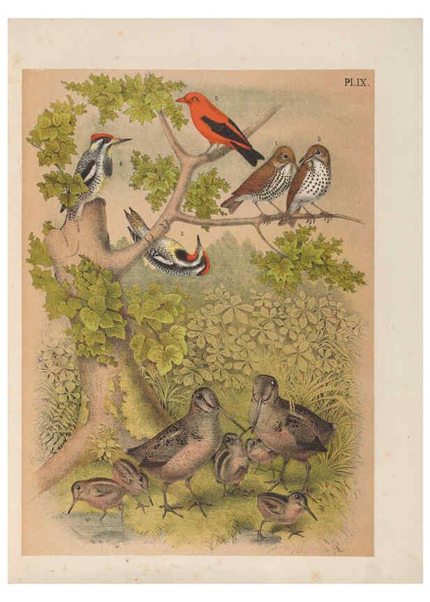 Reproducción/Reproduction 6022127217: The birds of North America New York :Published under the auspices of the Natural Science Association of America,1903