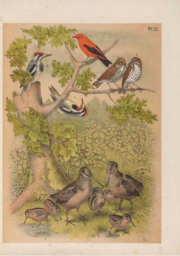 Reproducción/Reproduction 6022127217: The birds of North America New York :Published under the auspices of the Natural Science Association of America,1903