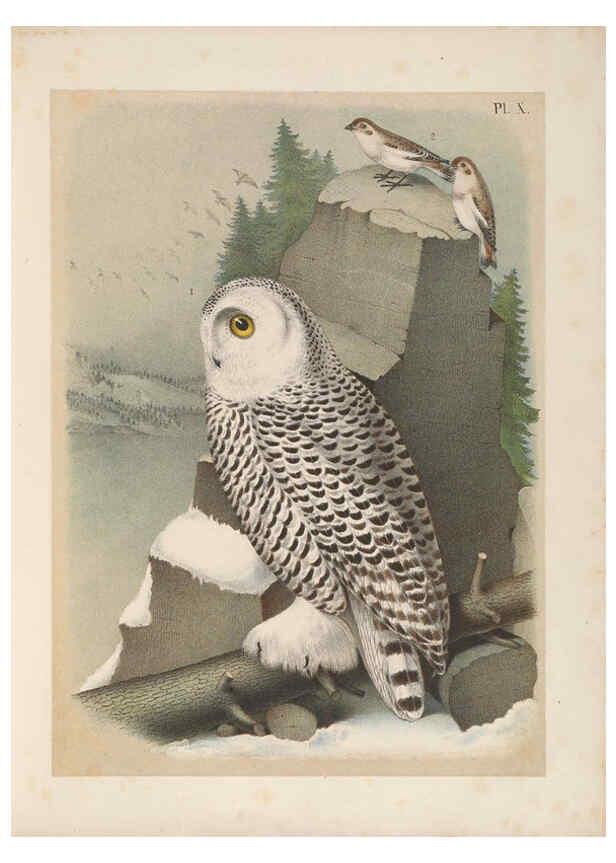 Reproducción/Reproduction 6022127681: The birds of North America New York :Published under the auspices of the Natural Science Association of America,1903