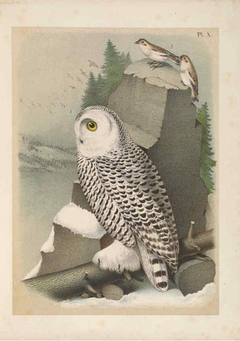 Reproducción/Reproduction 6022127681: The birds of North America New York :Published under the auspices of the Natural Science Association of America,1903