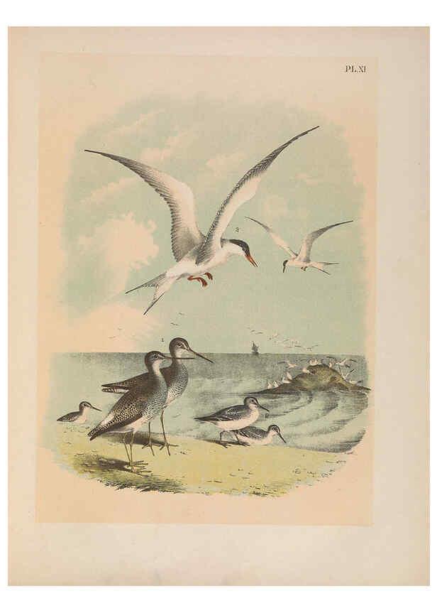 Reproducción/Reproduction 6022684594: The birds of North America New York :Published under the auspices of the Natural Science Association of America,1903