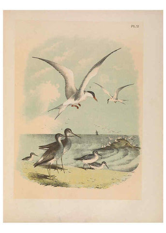 Reproducción/Reproduction 6022684594: The birds of North America New York :Published under the auspices of the Natural Science Association of America,1903
