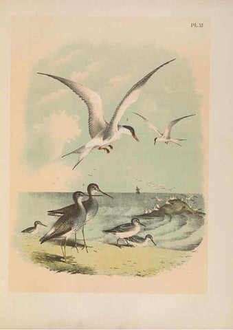 Reproducción/Reproduction 6022684594: The birds of North America New York :Published under the auspices of the Natural Science Association of America,1903