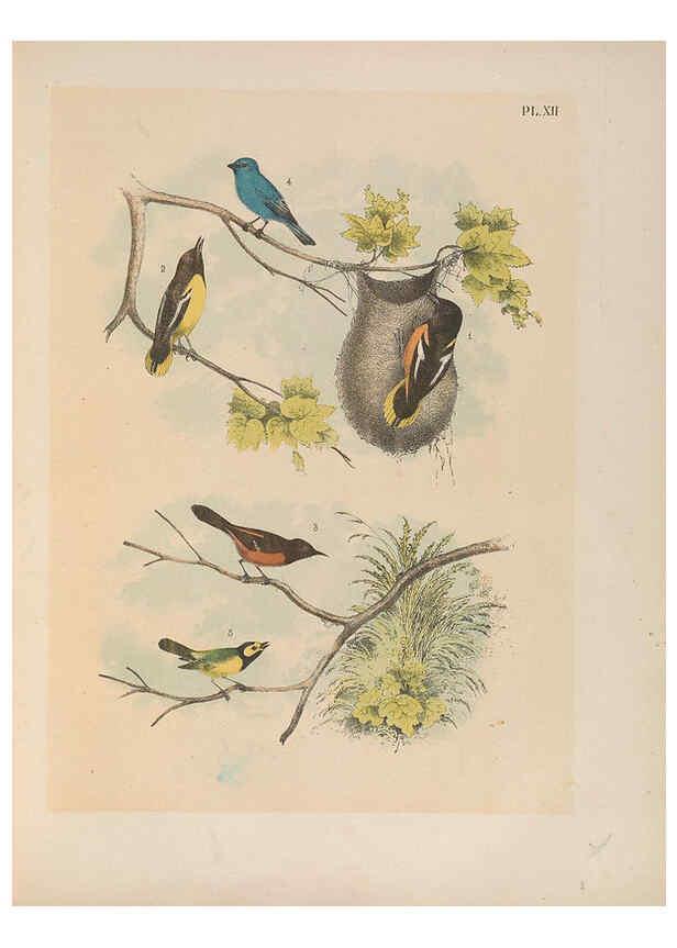 Reproducción/Reproduction 6022128201: The birds of North America New York :Published under the auspices of the Natural Science Association of America,1903