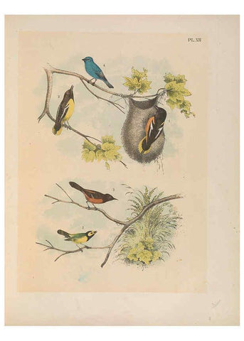 Reproducción/Reproduction 6022128201: The birds of North America New York :Published under the auspices of the Natural Science Association of America,1903