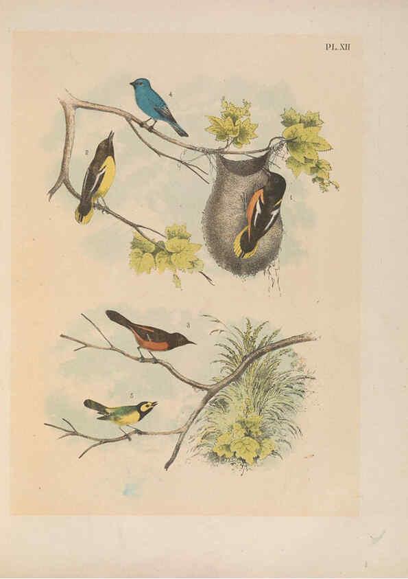 Reproducción/Reproduction 6022128201: The birds of North America New York :Published under the auspices of the Natural Science Association of America,1903