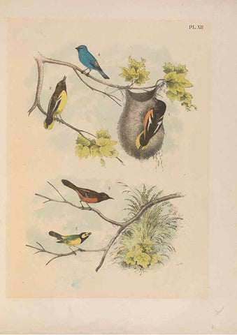 Reproducción/Reproduction 6022128201: The birds of North America New York :Published under the auspices of the Natural Science Association of America,1903