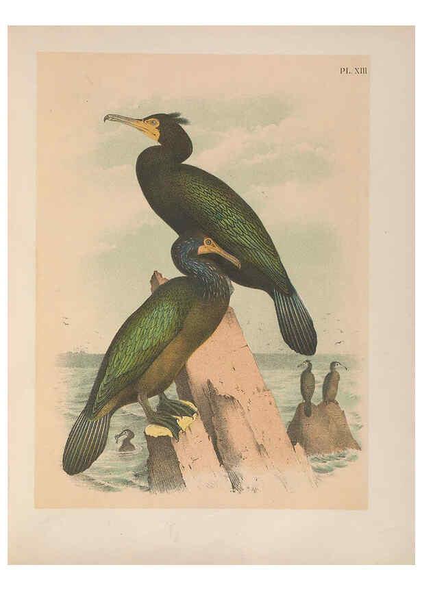 Reproducción/Reproduction 6022128459: The birds of North America New York :Published under the auspices of the Natural Science Association of America,1903