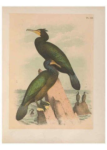 Reproducción/Reproduction 6022128459: The birds of North America New York :Published under the auspices of the Natural Science Association of America,1903