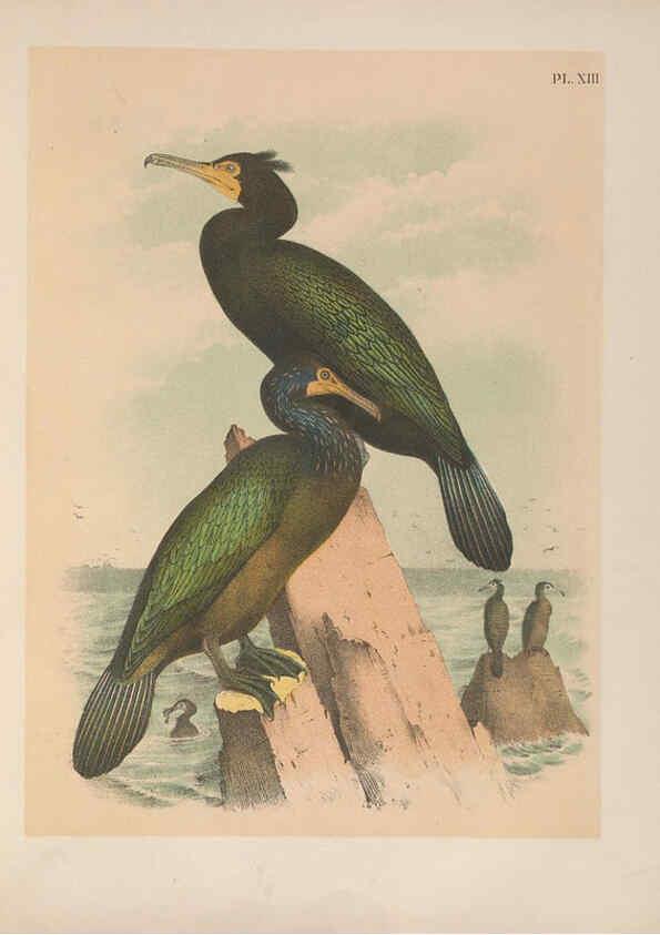 Reproducción/Reproduction 6022128459: The birds of North America New York :Published under the auspices of the Natural Science Association of America,1903