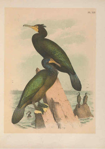 Reproducción/Reproduction 6022128459: The birds of North America New York :Published under the auspices of the Natural Science Association of America,1903