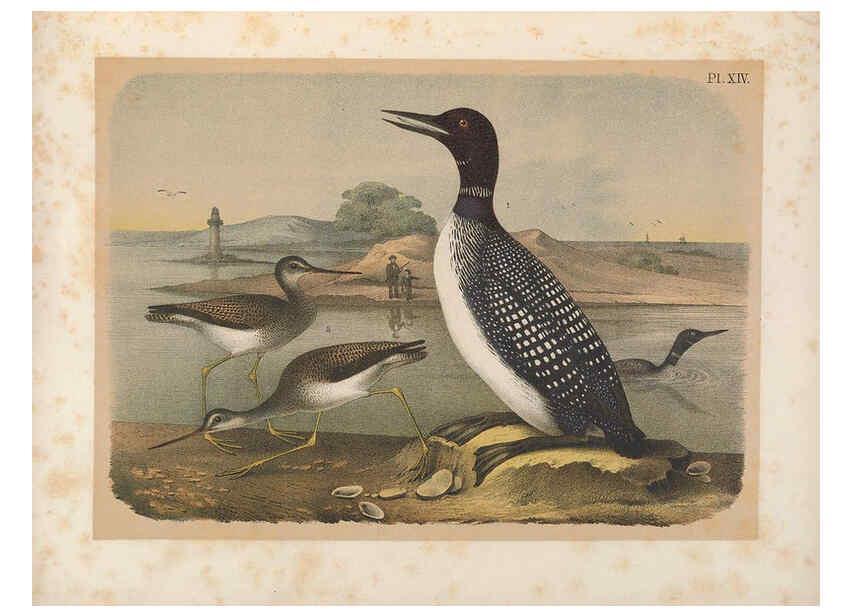 Reproducción/Reproduction 6022685564: The birds of North America New York :Published under the auspices of the Natural Science Association of America,1903