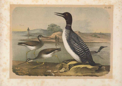 Reproducción/Reproduction 6022685564: The birds of North America New York :Published under the auspices of the Natural Science Association of America,1903