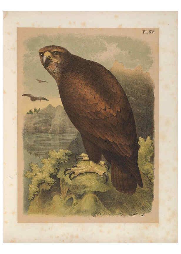 Reproducción/Reproduction 6022685906: The birds of North America New York :Published under the auspices of the Natural Science Association of America,1903
