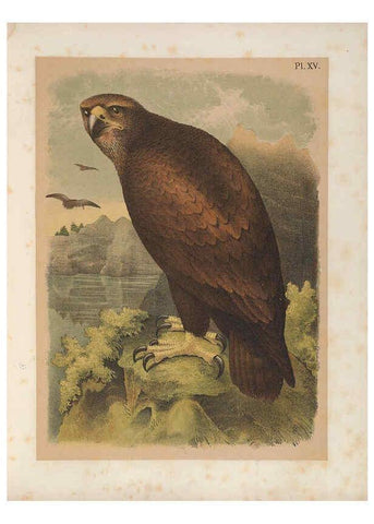 Reproducción/Reproduction 6022685906: The birds of North America New York :Published under the auspices of the Natural Science Association of America,1903