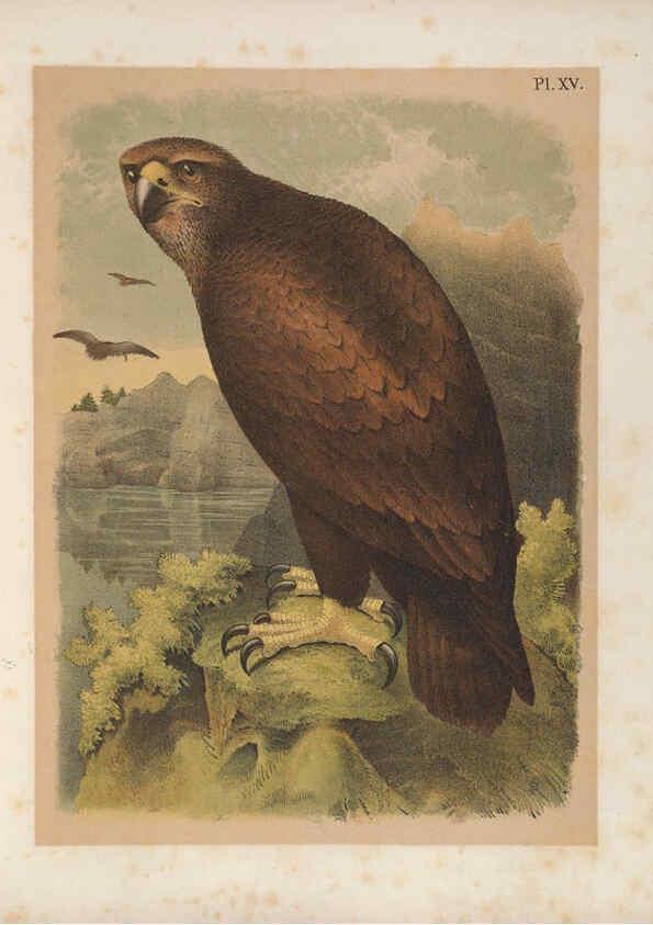 Reproducción/Reproduction 6022685906: The birds of North America New York :Published under the auspices of the Natural Science Association of America,1903