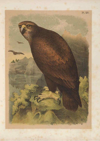 Reproducción/Reproduction 6022685906: The birds of North America New York :Published under the auspices of the Natural Science Association of America,1903