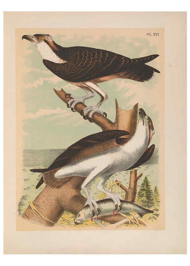 Reproducción/Reproduction 6022686172: The birds of North America New York :Published under the auspices of the Natural Science Association of America,1903