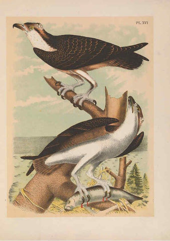 Reproducción/Reproduction 6022686172: The birds of North America New York :Published under the auspices of the Natural Science Association of America,1903