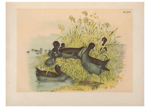 Reproducción/Reproduction 6022686390: The birds of North America New York :Published under the auspices of the Natural Science Association of America,1903