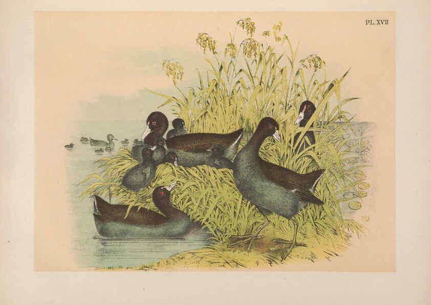 Reproducción/Reproduction 6022686390: The birds of North America New York :Published under the auspices of the Natural Science Association of America,1903