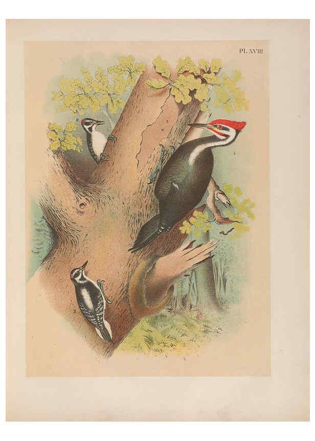 Reproducción/Reproduction 6022686732: The birds of North America New York :Published under the auspices of the Natural Science Association of America,1903