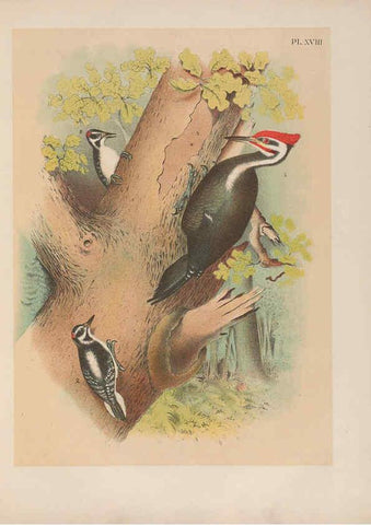 Reproducción/Reproduction 6022686732: The birds of North America New York :Published under the auspices of the Natural Science Association of America,1903