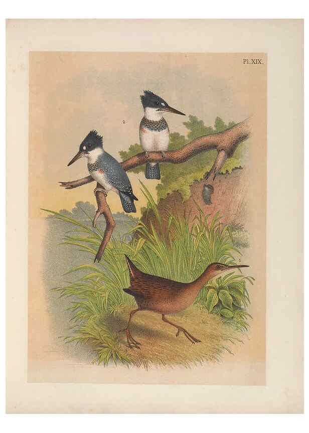 Reproducción/Reproduction 6022686950: The birds of North America New York :Published under the auspices of the Natural Science Association of America,1903