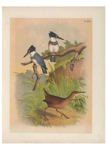 Reproducción/Reproduction 6022686950: The birds of North America New York :Published under the auspices of the Natural Science Association of America,1903