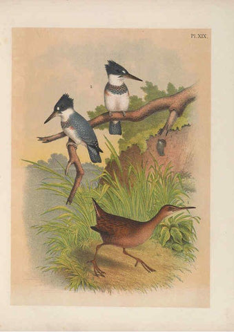 Reproducción/Reproduction 6022686950: The birds of North America New York :Published under the auspices of the Natural Science Association of America,1903