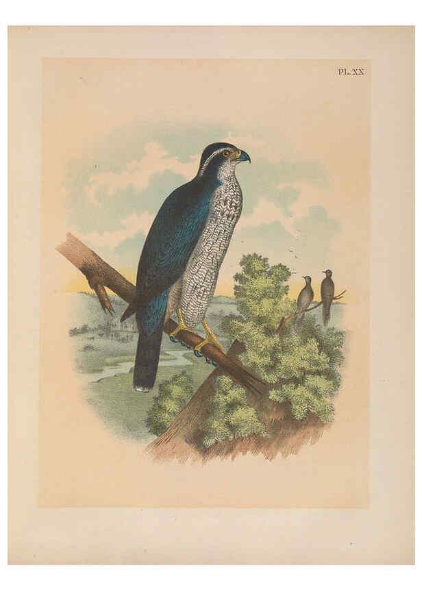 Reproducción/Reproduction 6022687248: The birds of North America New York :Published under the auspices of the Natural Science Association of America,1903