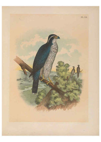 Reproducción/Reproduction 6022687248: The birds of North America New York :Published under the auspices of the Natural Science Association of America,1903