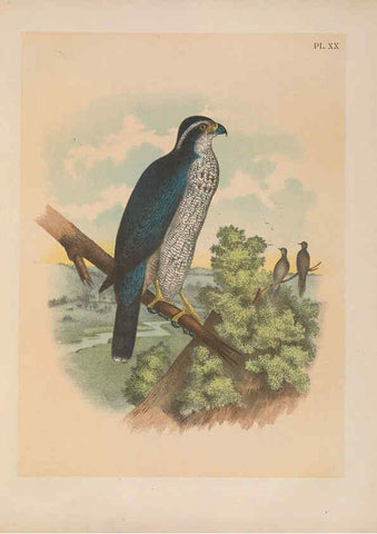 Reproducción/Reproduction 6022687248: The birds of North America New York :Published under the auspices of the Natural Science Association of America,1903
