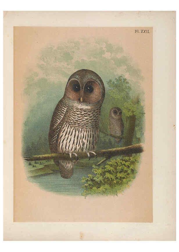 Reproducción/Reproduction 6022687830: The birds of North America New York :Published under the auspices of the Natural Science Association of America,1903