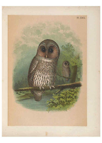 Reproducción/Reproduction 6022687830: The birds of North America New York :Published under the auspices of the Natural Science Association of America,1903