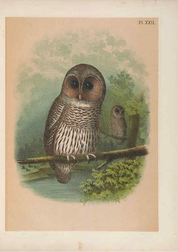 Reproducción/Reproduction 6022687830: The birds of North America New York :Published under the auspices of the Natural Science Association of America,1903